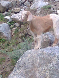 Tale Of A Trip To Heaven